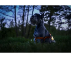 Armytek Zippy Schlüsselbund-Taschenlampe, Gelb -Campingbedarf Geschäft b3bb43ed3a60d137ea2cde8dc6d57d0d